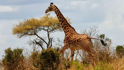 Окружённый львицами жираф отбился от хищниц копытами