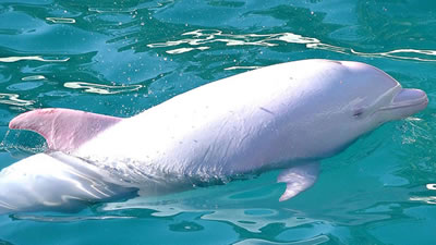 Редчайшие дельфины-альбиносы замечены в Таиланде