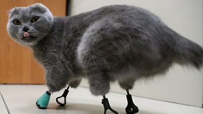 Новосибирской кошке сделали новые ножки