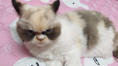 Реинкарнация знаменитой Grumpy Cat обнаружена в интернете
