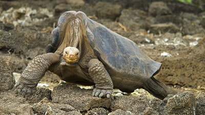 Потомок вымершей слоновой черепахи найден на Галапагосах
