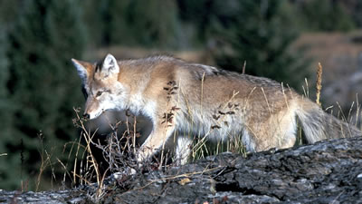 Игривый койот провёл барсука по безопасной подземной дороге