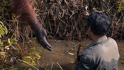 Орангутан протянул руку находившемуся в опасности мужчине