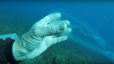 Рыба-призрак явилась дайверу в мальтийских водах