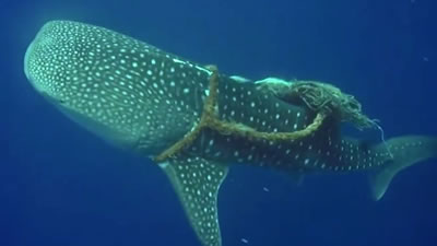 Огромную китовую акулу спасли из петли двое аквалангистов