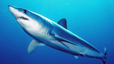 Акула-мако попробовала на зуб миллионы долларов