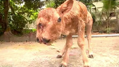 Телёнок с двумя мордами родился у коровы в Индии