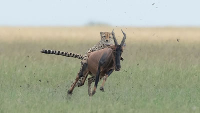 Гепард показал класс верховой езды на антилопе