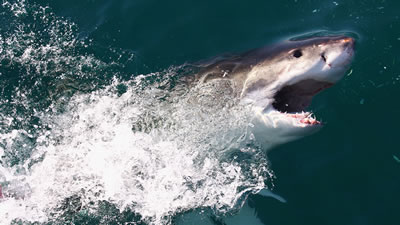 Пожилой любитель серфинга обматерил акулу и дал ей в глаз