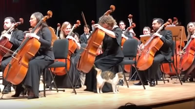 Кошка вышла на сцену вместе с оркестром и порадовала зрителей