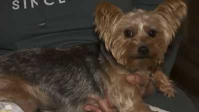 Раненая собака спасла девушку от вооружённых грабителей