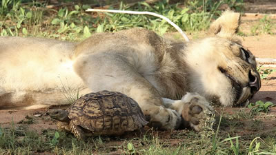 Леопардовая черепаха лишила голодную львицу обеда
