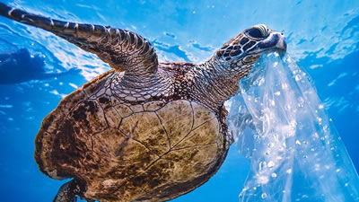Желание черепах поедать пластик объяснили учёные