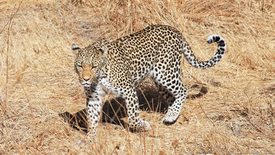 Упавшего в колодец леопарда спасли с помощью кровати