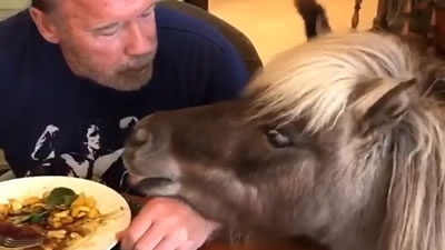 Пони и ослица едят с Шварценеггером из одной тарелки