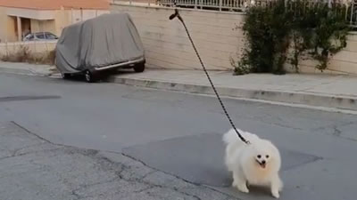 Выгуливание собаки с помощью дрона придумал житель Кипра