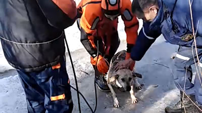 Повалившуюся под лёд собаку спасли в Кургане