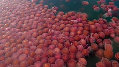 Морские томаты заполонили прибрежные воды Филиппин