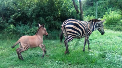 Беглая зебра забеременела от осла и родила зеброида