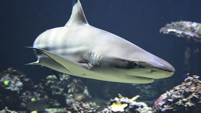 Введённую в транс чернопёрую акулу избавили от рыболовного крючка