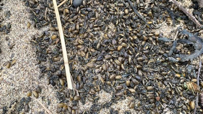 Полчища насекомых заполонили пляжи Великобритании