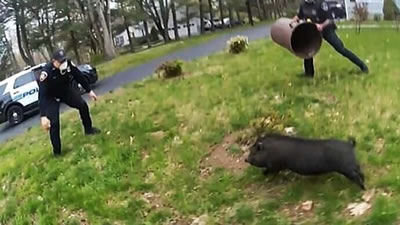 Проворную свинью поймали с помощью мусорного ведра