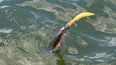 Странное морское существо поймала австралийская рыбачка