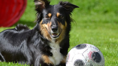 Собака играет в большой теннис футбольным мячом