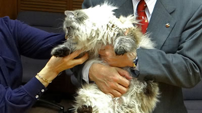 Японский чиновник защитил подаренного Путиным кота от коронавируса