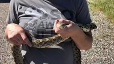 Беременная американка нашла на дороге змею и спасла от гибели