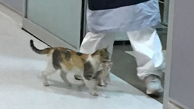 Заботливая кошка принесла котёнка на медосмотр в больницу
