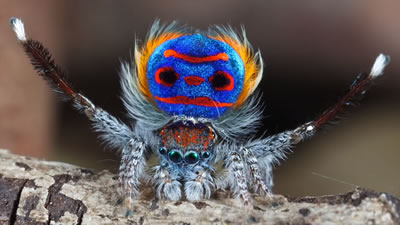 Семь новых видов пауков-павлинов открыты в Австралии