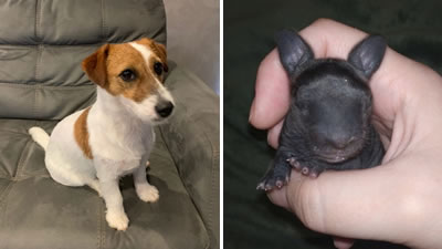 Охотничья собака спасла новорождённого крольчонка