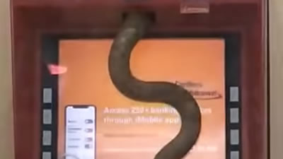 Индийская змея заползла в банкомат за деньгами