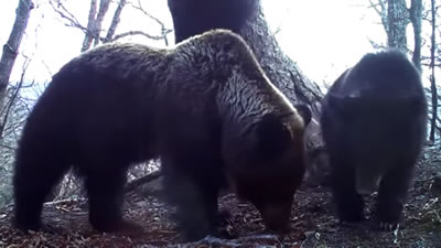 Медвежата поиграли с камерой и засняли других животных
