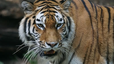 Сбежавшего тигра поймали с помощью лассо
