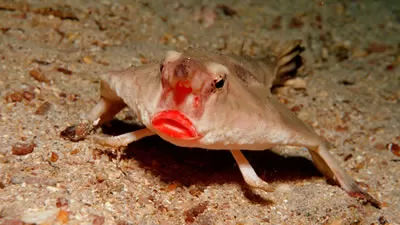 Тайну красных губ вечно недовольной рыбы попытались разгадать учёныеБиологи задались вопросом, с какой целью природа наградила необычного морского обитателя выразительными ярко-красными губами