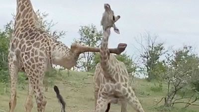 Похожую на балет драку жирафов запечатлели в Зимбабве