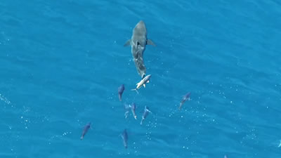 Тунцы уняли зуд в теле с помощью акулы-людоеда