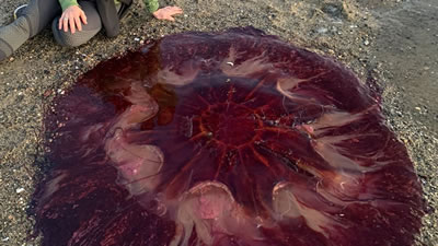 Гигантскую ядовитую медузу вынесло на пляж в США