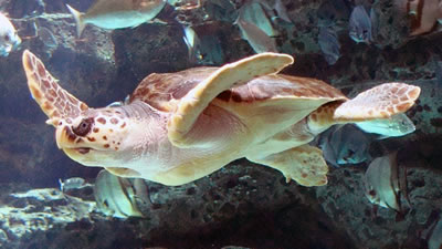 Головастые морские черепахи вернулись на историческую родину