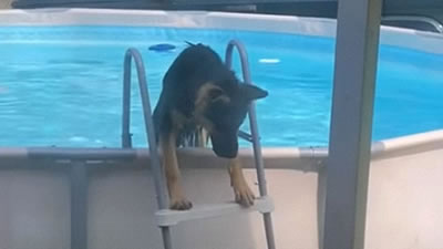 Собака научилась по-человечески пользоваться бассейном