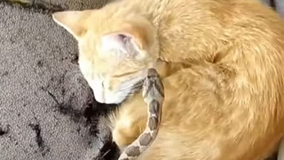 Сонный кот не разглядел змею и заключил её в объятия