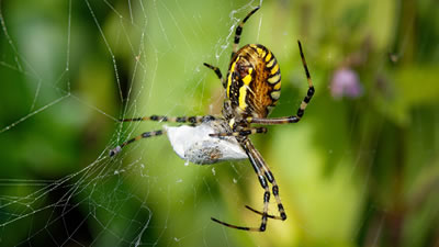 Годовой рацион всех пауков мира подсчитали учёные