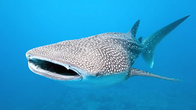 Тысячи зубов на глазах китовых акул обнаружили учёные