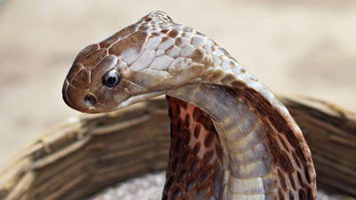 Трёхметровая кобра напугала буддийского монаха-игромана