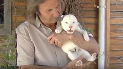 Белый львёнок появился на свет в Испании