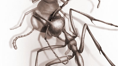 Адский муравей застыл со своей жертвой в куске янтаря