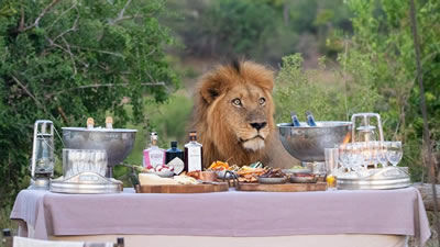 Лев пришёл на званый ужин к группе туристов