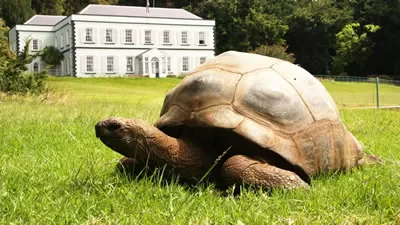 Старейшее животное на планете отметило 190 день рожденияГигантская сухопутная черепаха Джонатан, обитающая на острове Святой Елены, удостоилась звания самого старого наземного обитателя.